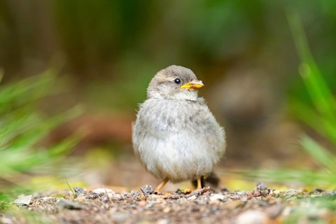 House sparrow (Passer domesticus) youngster sitting on the ground, Bavaria, Germany