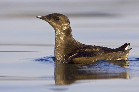 Marbled Murrelet (Brachyramphus marmoratus), British Columbia, Canada