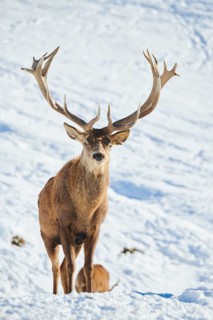 Red deer (Cervus elaphus) stag on a snowy meadow in the mountains in tirol, Kitzbühel, Wildpark