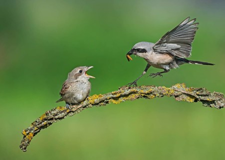 Red-backed Shrike (Lanius collurio) male feeding young, Aosta Valley, Italy