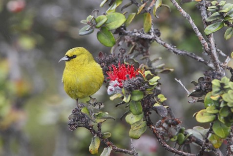 Hawaii Amakihi, Hemignathus virens virens, Hawaiian Honeycreeper
