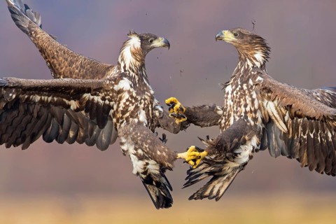 Seeadler, White-tailed Eagle, White-tailed Sea Eagle, Haliaeetus albicilla, Haliaaetus albicilla