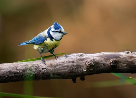 Blue tit (Cyanistes caeruleus), sitting on a thick branch, Canton Aargau, Switzerland