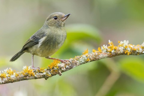 Slaty Flowerpiercer (Diglossa plumbea) perched on a branch in Panama