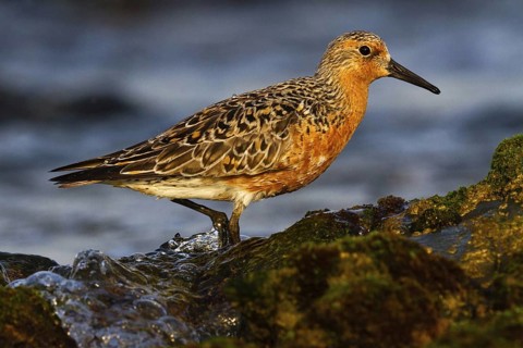 Red Knot (Calidris canutus), Asturias, Spain
