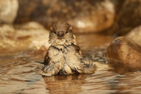 House sparrow (Passer domesticus) female bathing in the garden pond, funny photo, Allgäu, Bavaria,