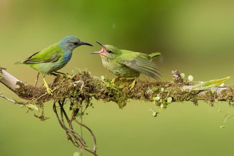 Shining honeycreeper feeds a chick