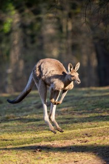 Eastern Gray Kangaroo (Macropus giganteus) jumping on a meadow, captive, occurance Australia,