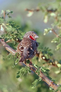 Cut-throat Finch (Amadina fasciata) male, Samburu, Kenya