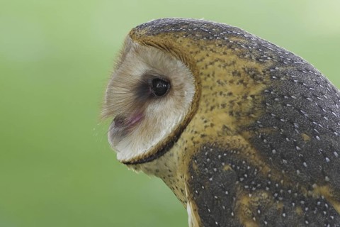 Western Barn Owl (Tyto alba), Alberta, Canada
