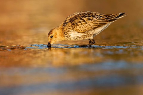 Dunlin (Calidris alpina) foraging, Asturias, Spain