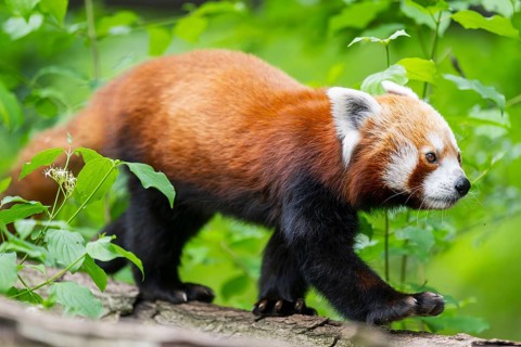 Red panda (Ailurus fulgens) on a branch in a tree, captive, Germany