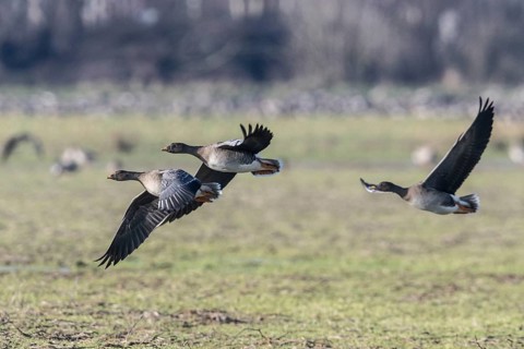 Bean geese (Anser fabalis), Emsland, Lower Saxony, Germany