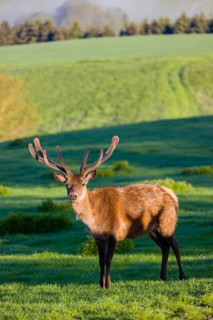 One male Altai maral, Altai wapiti or Altai elk (Cervus canadensis sibiricus) stands on a meadow in