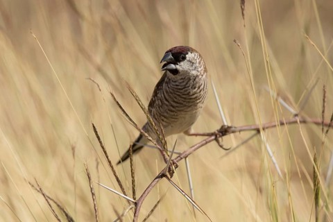 Plum-headed Finch (Neochmia modesta) male, Queensland, Australia