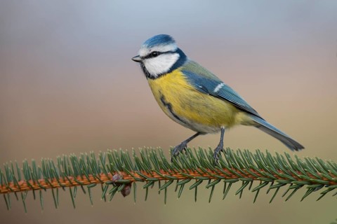 Eurasian Blue Tit (Cyanistes caeruleus), Lower Saxony, Germany