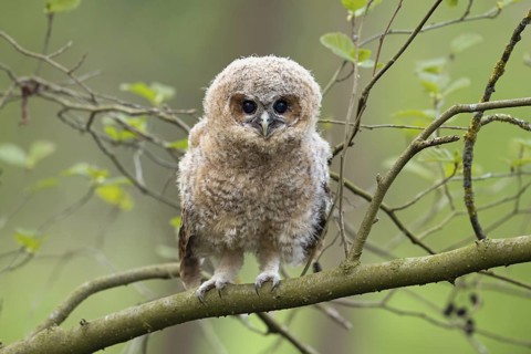 Tawny Owl (Strix aluco) juvenile perched on a branch, North Rhine-Westphalia, Germany