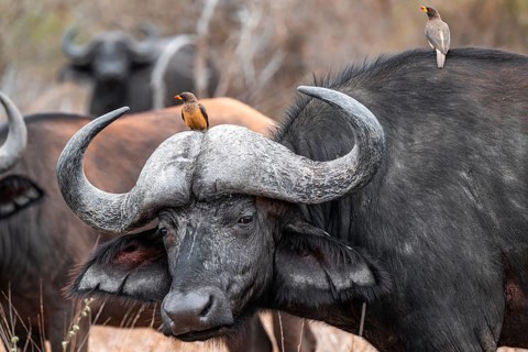 Cape buffalo (Syncerus caffer caffer) with yellowbill oxpecker (Buphagus africanus), animal