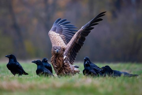 White-tailed eagle (Haliaeetus albicilla), juvenile, young white-tailed eagle in a forest clearing