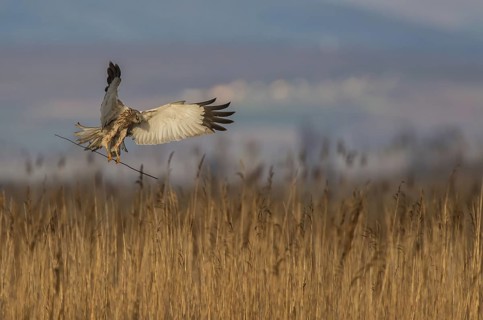Rohrweihe (Circus aeruginosus) Western Marsh Harrier