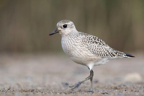 Grey Plover (Pluvialis squatarola), Mecklenburg-Western Pomerania, Germany