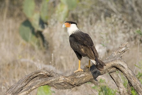 Crested Caracara Caracara cheriway Rio Grande City, Starr County, Texas, United States 31 March