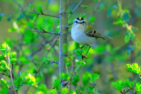 Common Firecrest (Regulus ignicapilla) female perched on a branch, Andalusia, Spain