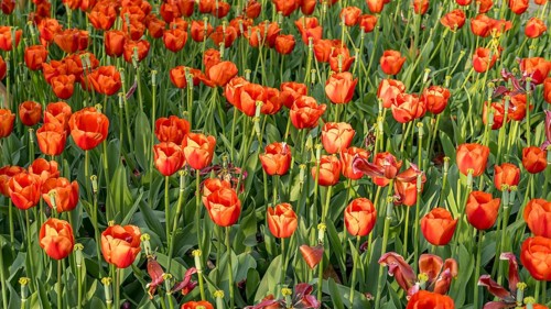 A lush field of bright orange tulips captured in the springtime sunlight, showcasing the natural