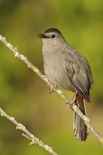 Grey Catbird (Dumetella carolinensis), Manitoba, Canada