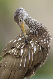 Limpkin (Aramus guarauna), Florida, USA