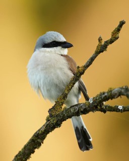 Red-backed Shrike (Lanius collurio) male, Mecklenburg-Western Pomerania, Germany