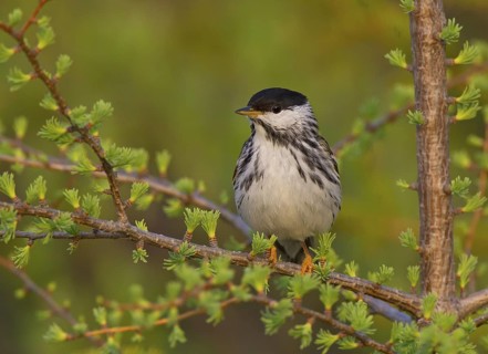 Canada, Manitoba, June, breeding male