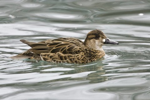Baikal Teal (Sibirionetta formosa) female, Illinois, USA