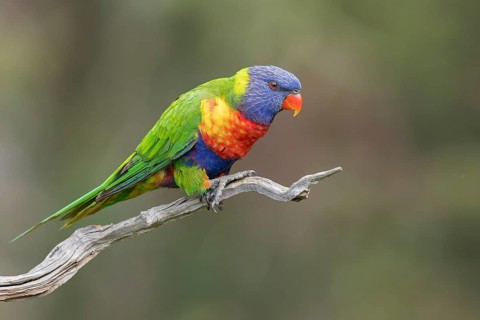 Rainbow Lorikeet (Trichoglossus moluccanus) perched on a branch in eastern Australia