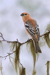 Pine Grosbeak (Pinicola enucleator) male, Alaska, USA