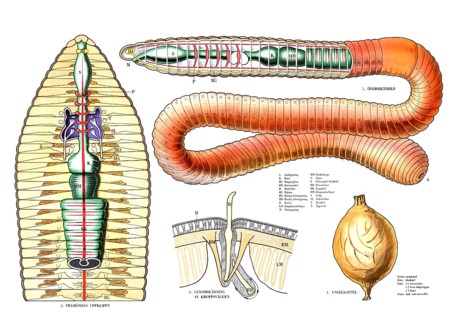 Anatomy in the animal kingdom, detailed anatomical overview of an earthworm, including its internal
