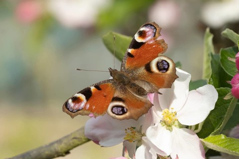 Peacock butterfly (Aglais io) adult insect feeding on garden apple tree blossom flowers in spring,