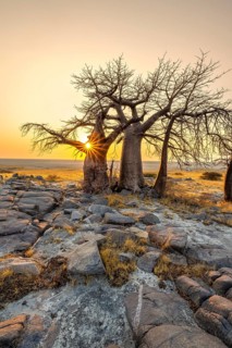 African baobab (Adansonia digitata), several trees at sunrise, sun star, Kubu Island (Lekubu), Sowa