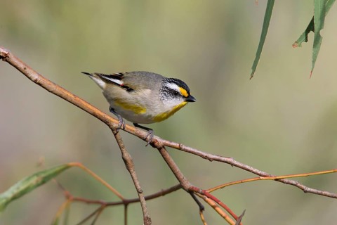 Striated Pardalote (Pardalotus striatus substriatus), Victoria, Australia