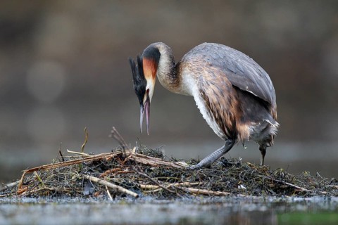 Great Crested Grebe (Podiceps cristatus) on nest, North Rhine-Westphalia, Germany