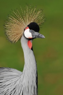 Gray crowned-crane (Balearica regulorum), portrait, captive, occurrence in Africa