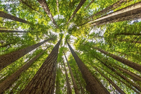 Majestic view looking up at towering redwood trees with lush green leaves stretching towards the