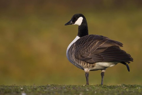 Canada Goose (Branta canadensis), Bavaria, Germany