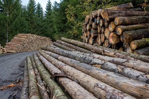 Logging in the Harz Mountains, Goslar, forest work, Lower Saxony, Germany
