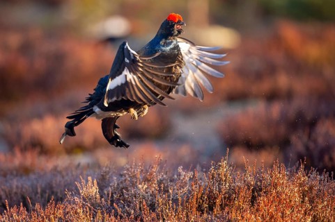 Black grouse (Lyrurus tetrix), black grouse courtship in Sweden, Fågelsjö, Gävleborgs län, Sweden