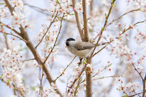 Marsh tit (Poecile palustris) singing on flowering tree branches in spring, small songbird