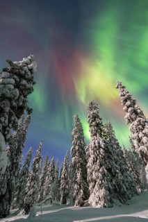 Northern lights, Aurora borealis over snow covered spruce trees on the taiga in winter at night,