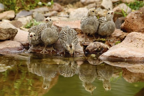 Gambel's Quail (Callipepla gambelii) juvenile, Arizona, USA