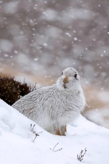 Mountain hare, alpine hare, snow hare (Lepus timidus) in white winter pelage resting in the hills