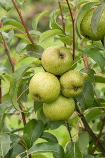 Pear (Pyrus communis 'Bergamot d'Esperen'), Bundessorteamt, Germany